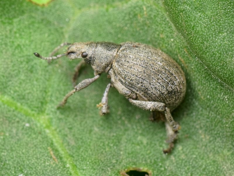 Attactagenus albinus (Boheman, 1833)